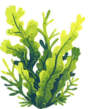 海洋海藻元素