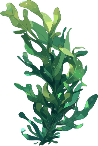 海洋海藻插画