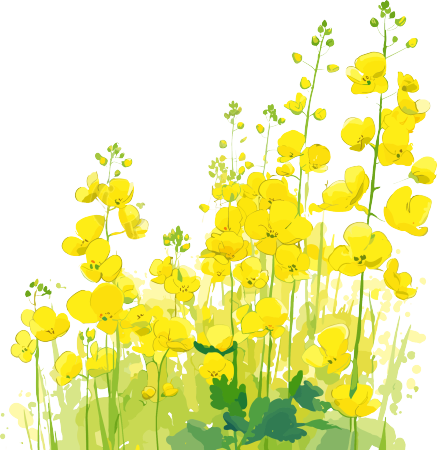 油菜花透明背景插画