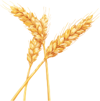 小麦创意设计元素