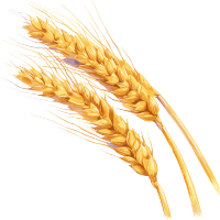 小麦透明背景插图