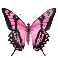 粉色蝴蝶甜酷风格插图