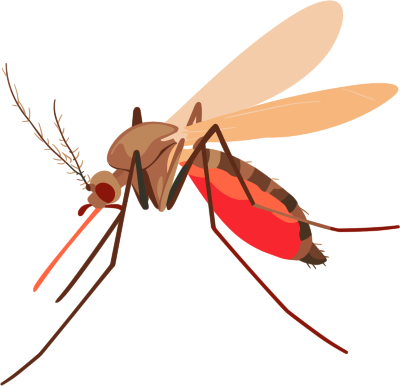 蚊子昆虫插画