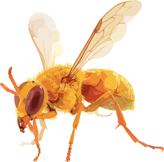 蜜蜂昆虫矢量插画