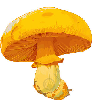蘑菇插画设计元素