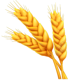 3D小麦穗透明背景元素