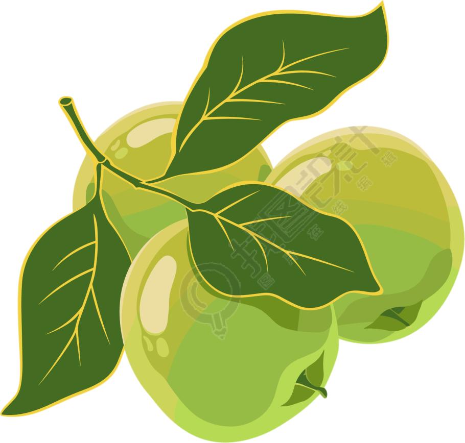 青梅插画素材