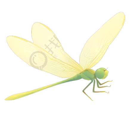 蜻蜓插画设计元素