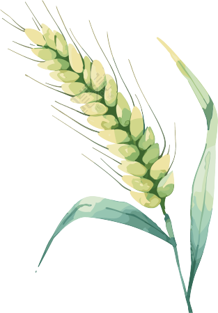 小麦卡通插画芒种元素