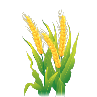 3D小麦穗创意插图
