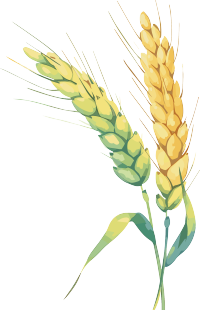 芒种小麦水彩插画