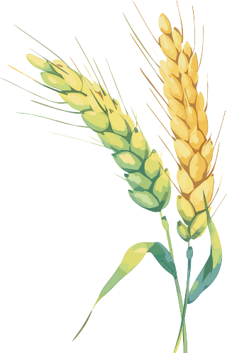芒种小麦水彩插画