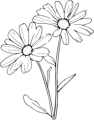 线条植物雏菊插图