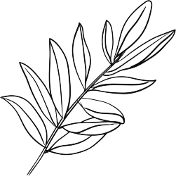 线条植物树叶插画素材