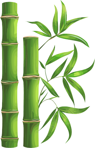 竹子透明背景插图