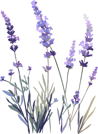 薰衣草矢量素材