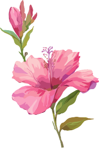 紫荆花透明背景插图