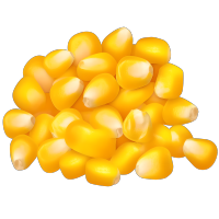 玉米粒矢量插图
