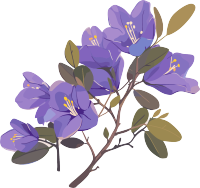 紫荆花高清水彩插图