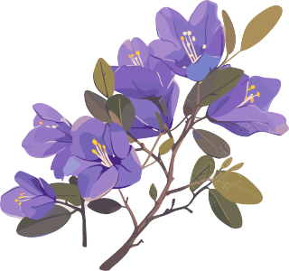 紫荆花 (3)