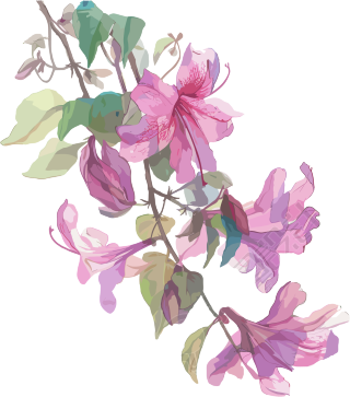 紫荆花 (10)