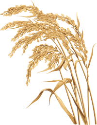 水稻插画设计元素