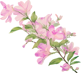紫荆花 (8)