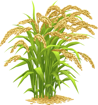 水稻商业设计元素