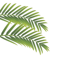 椰子树叶夏日清新元素