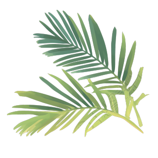 椰子树叶绿色清新素材