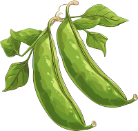 绿色扁豆矢量插图
