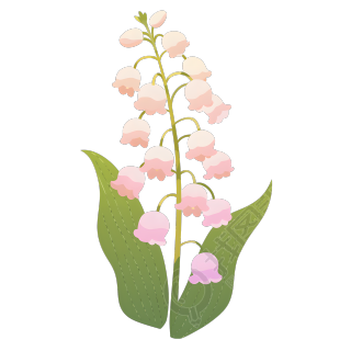水彩植物铃兰花元素