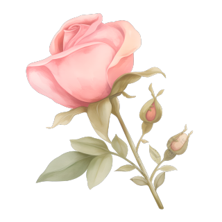 水彩植物玫瑰花元素