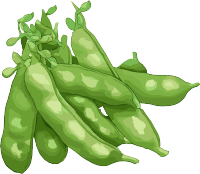 扁豆扁平插图