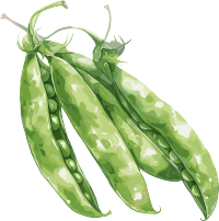 扁豆插画素材