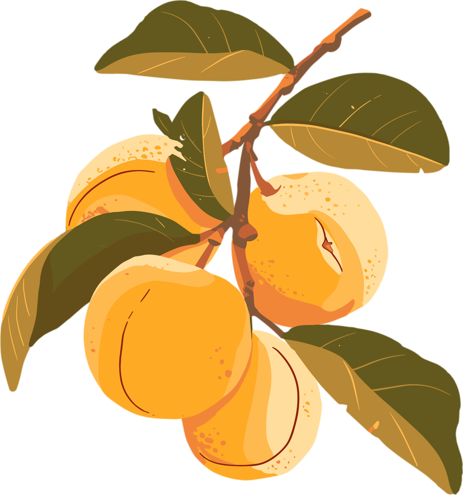 黄色杏子美味插画