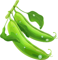 扁豆高清PNG插画