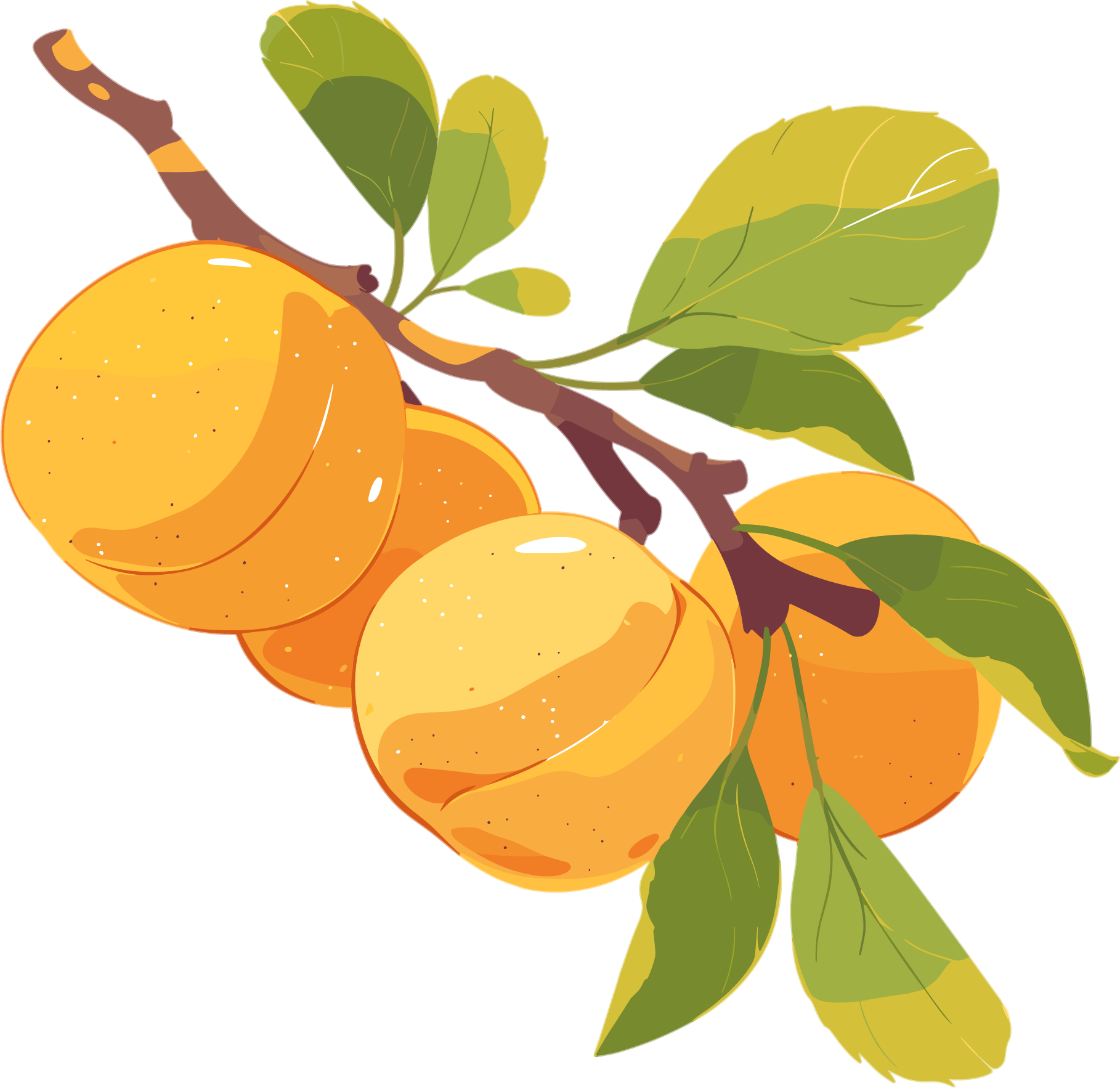 杏子PNG水果插图