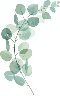 尤加利叶水彩植物插画