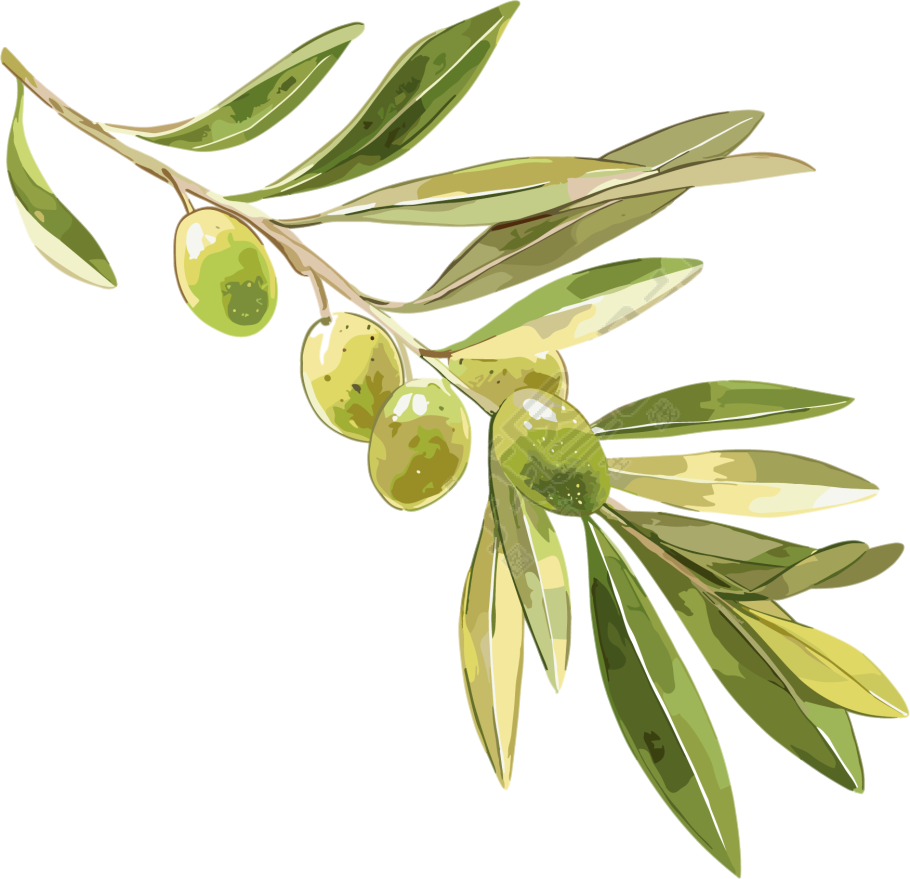 橄榄水彩植物插画