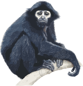 黑色猴子珍稀动物插画