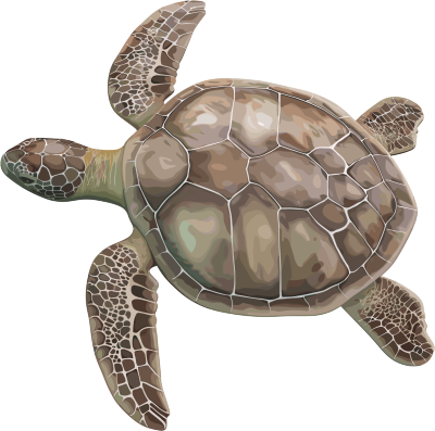 海龟珍稀动物插图