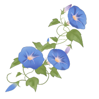牵牛花矢量插画