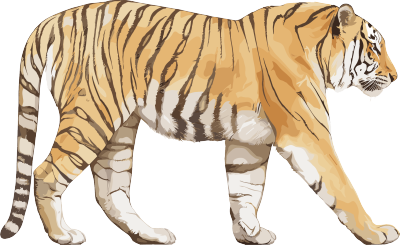 老虎珍稀动物素材