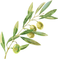 橄榄水彩植物图形素材
