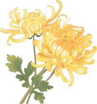 两朵水彩菊花插画