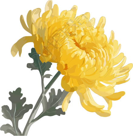 水彩菊花插画