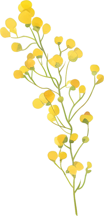 水彩小黄花创意插图