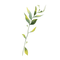 水彩植物商用插画