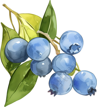 水彩蓝莓装饰元素